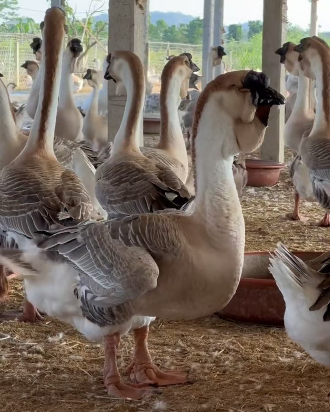 1斤左右狮头鹅肉 鲜美包邮到家