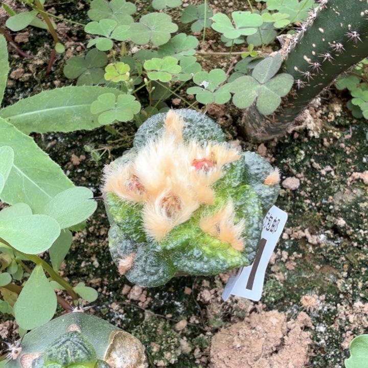 无花朵661大尤龟甲散斑锦一号