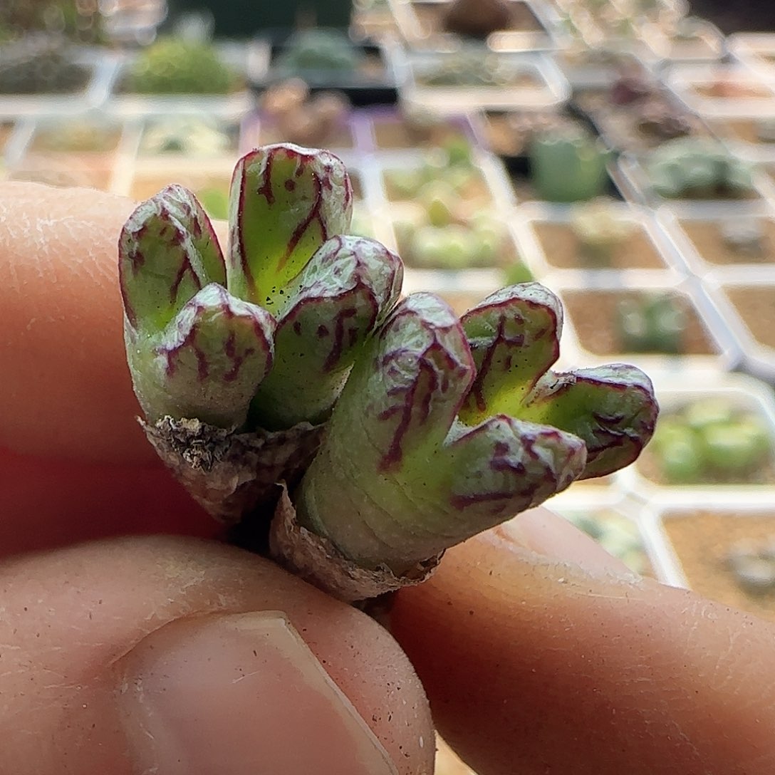 年后脱土发货23785