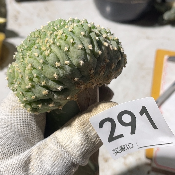 三角嫁接草桥291号