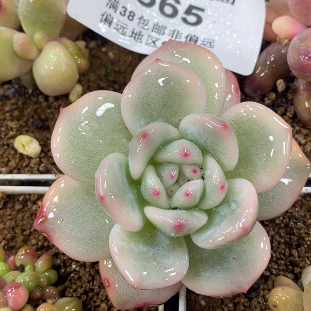 565梦露锦单头无根