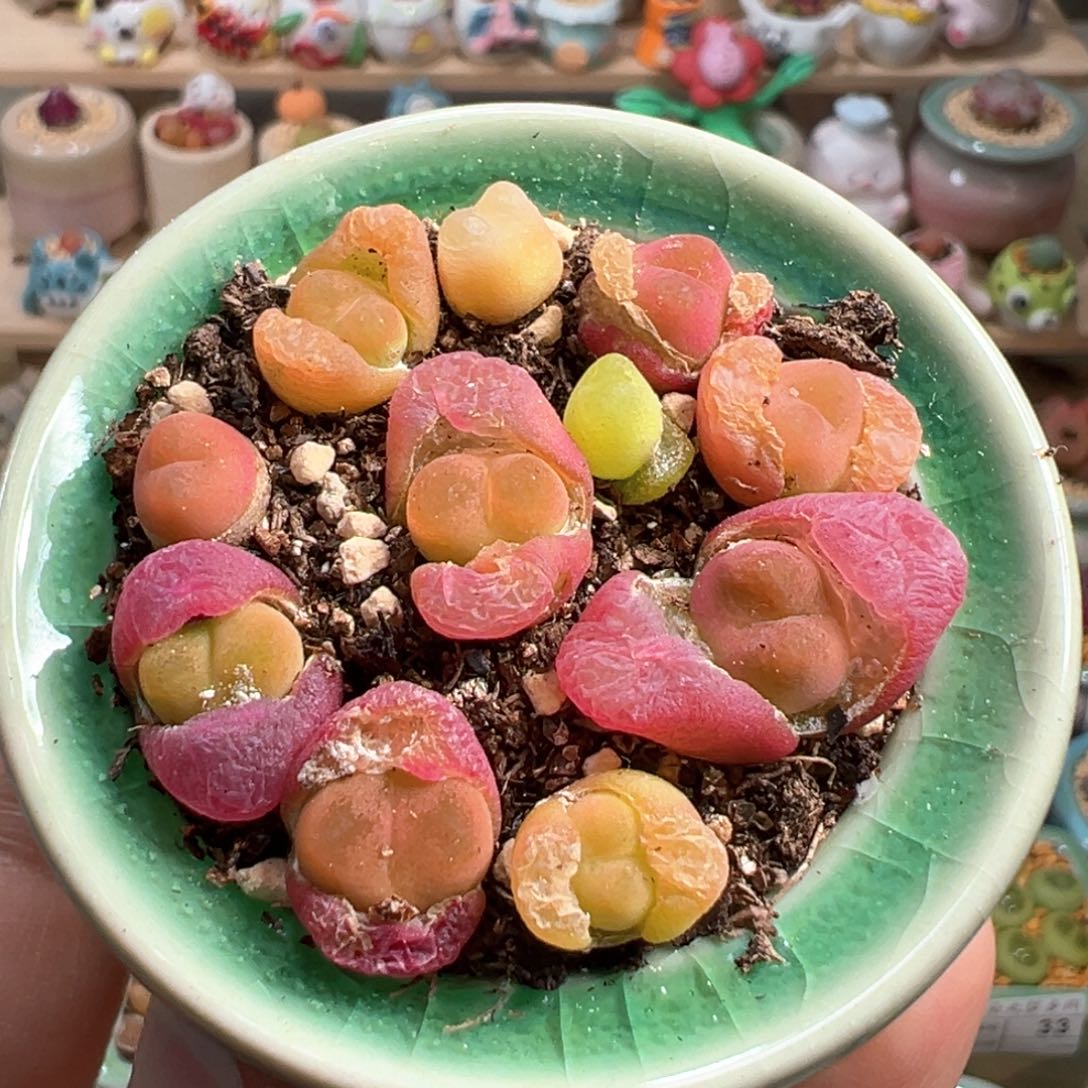 多肉植物49号一盆