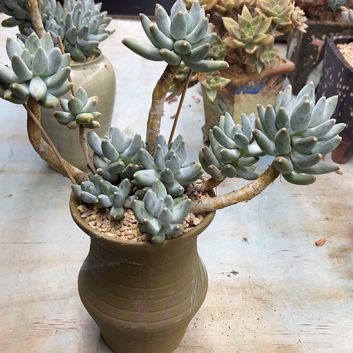 松果美人48 零零多肉植物