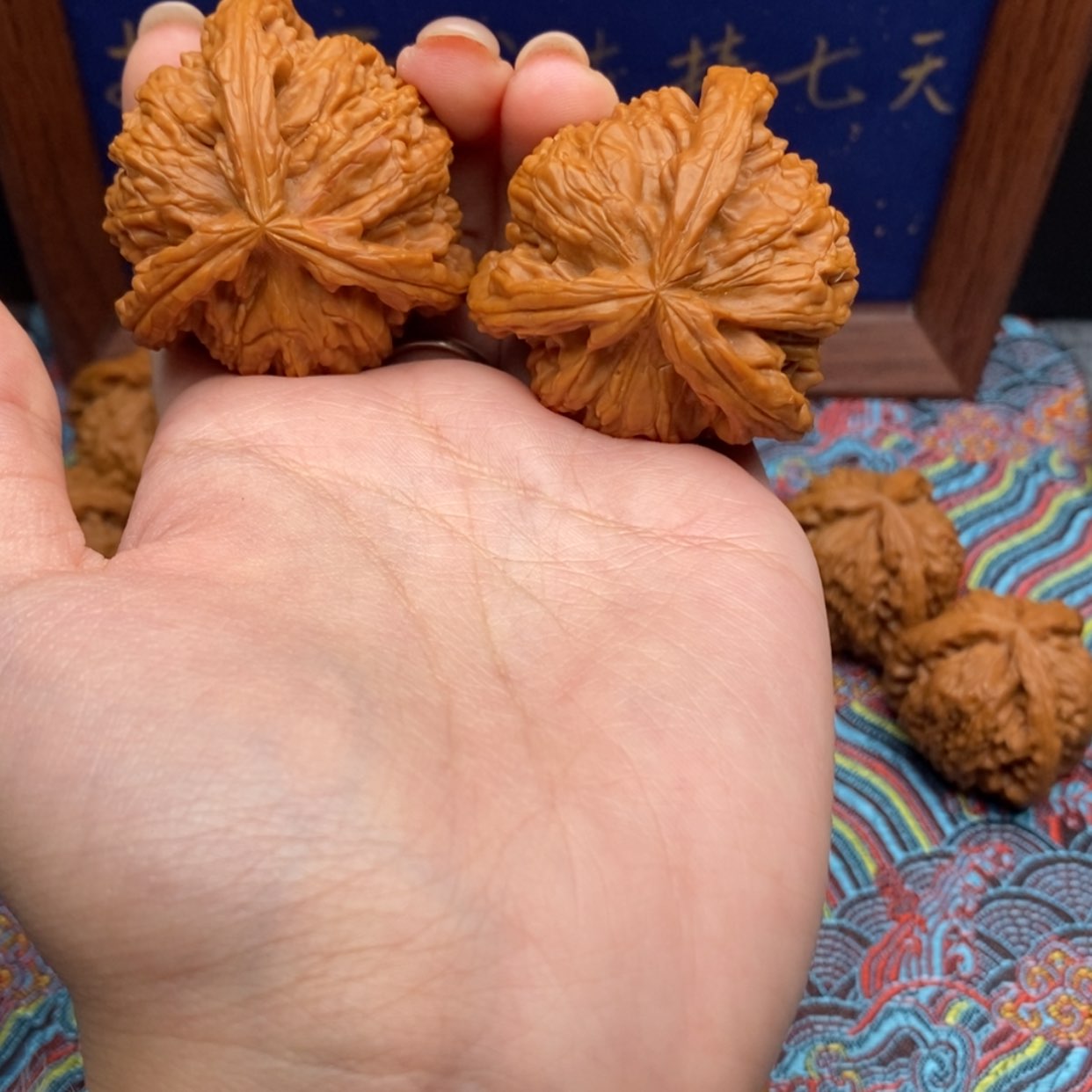 【闪购商品】红***Z白狮