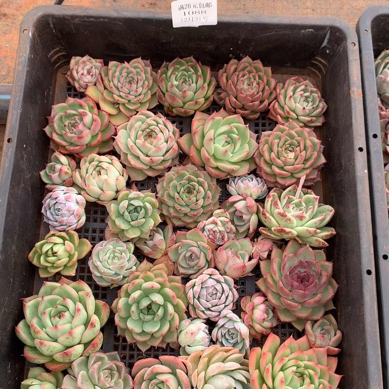 【闪购商品】云1088号