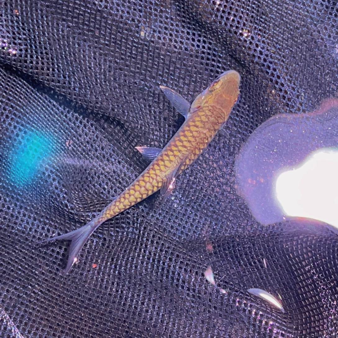 海水鱼墨脱。           异