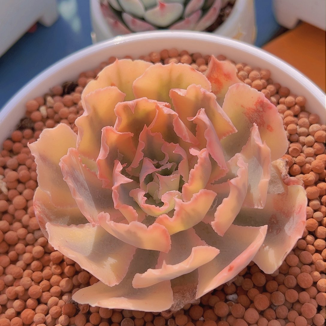 佛罗伦萨锦，覆轮锦