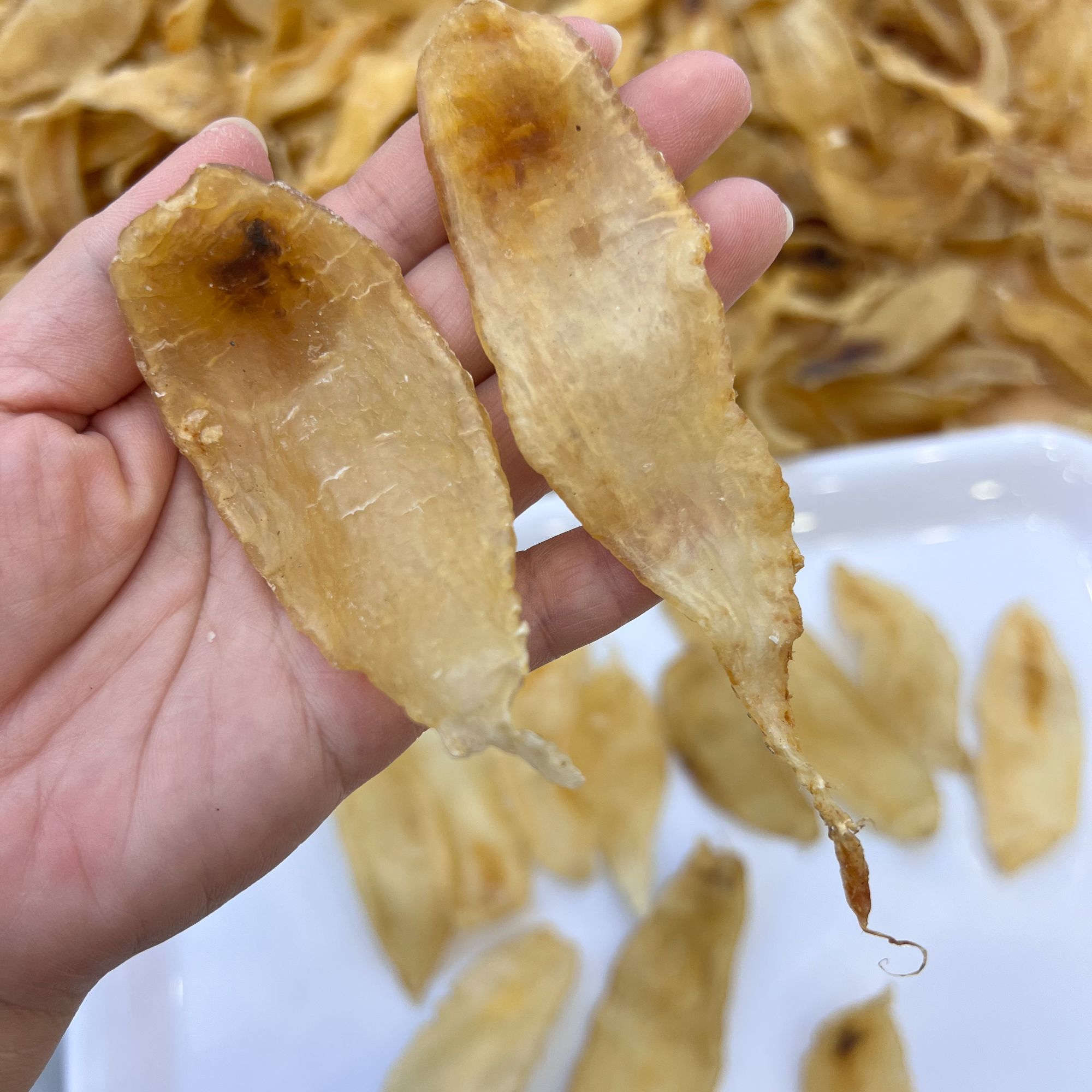 野生赤嘴母开片鱼胶花胶炖汤滋补养生