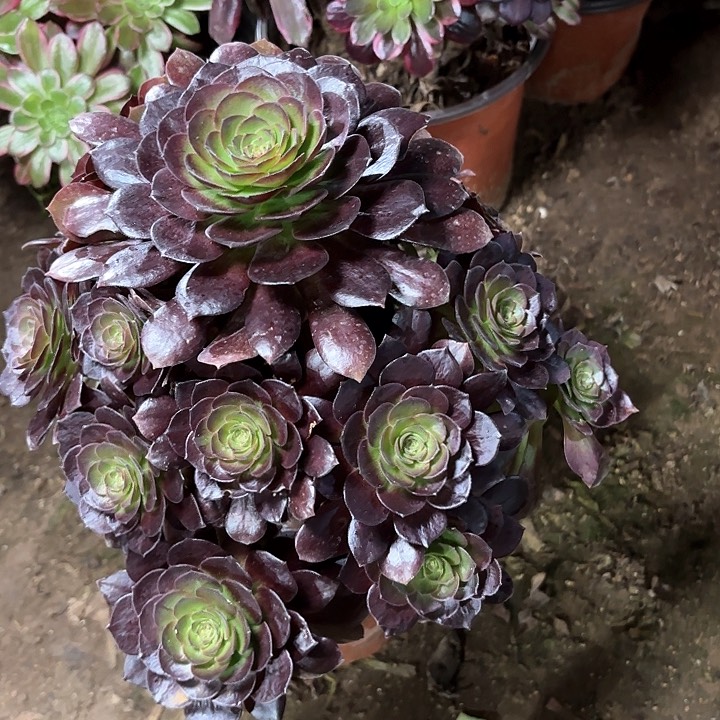 多肉植物赤艳莲104