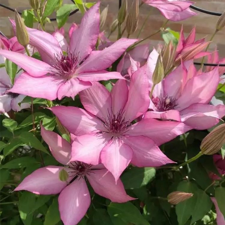 铁线莲花苗爬藤植物室外庭院阳台多季节重瓣大花藤本皇后花园绿植