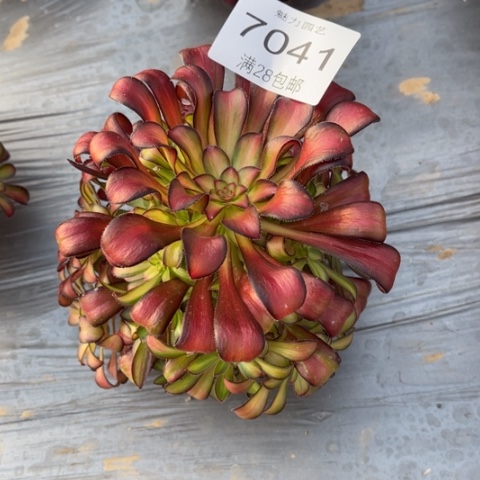 魅力多肉多肉7041