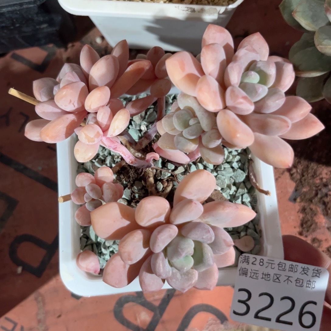 大3226，v c b v b n