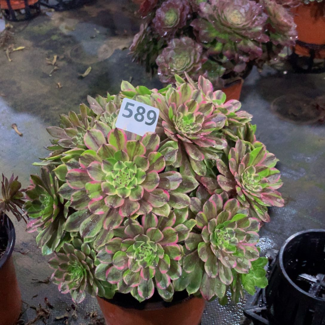 【闪购商品】589粉黛