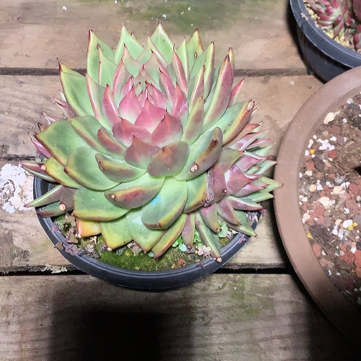 朱***8美肉特价活动开始啦