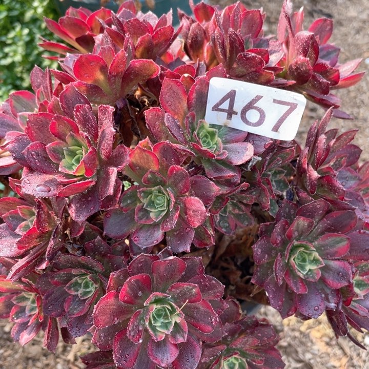 467多肉植物安娜