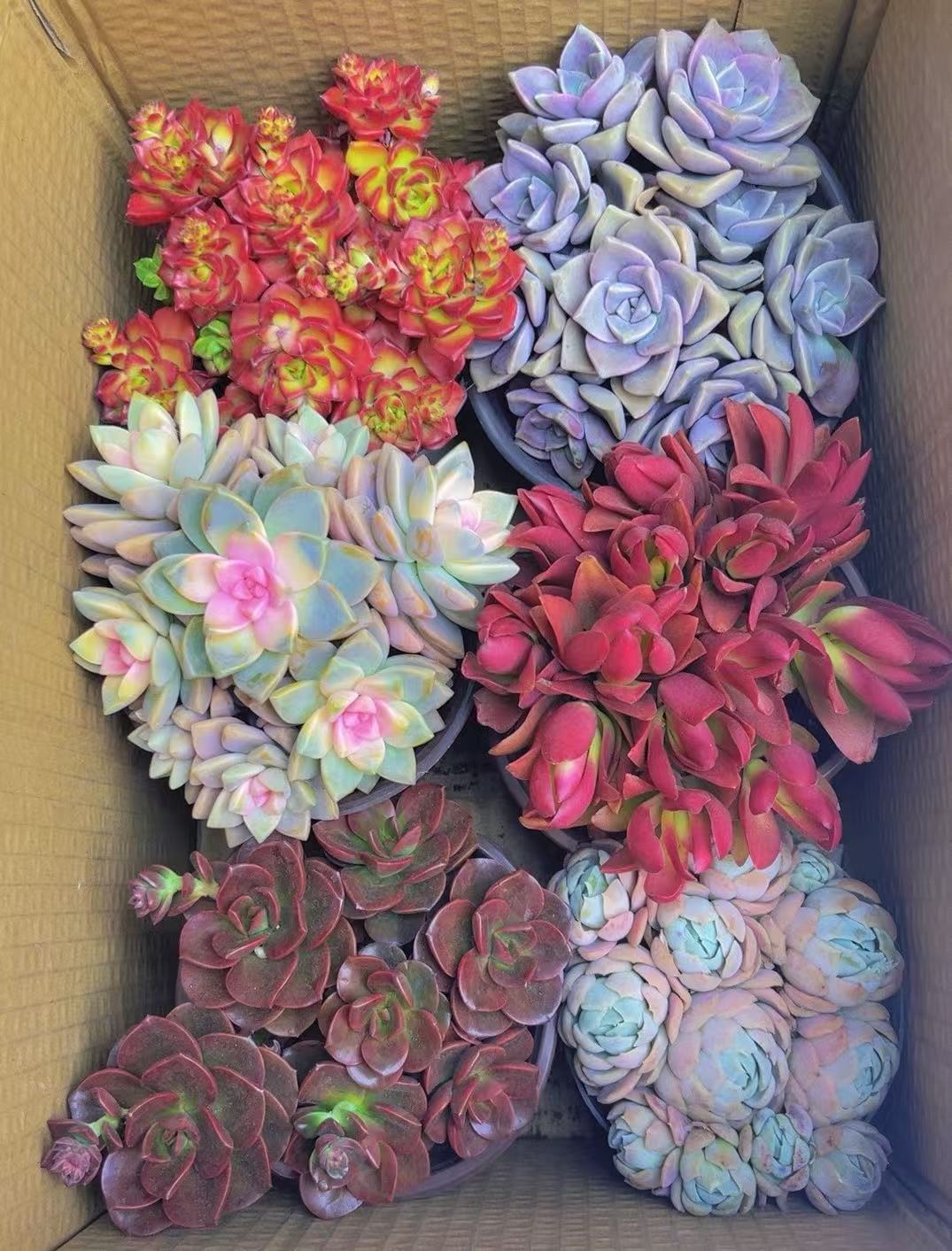 粉色热销【 6盆高品质贵货多肉】带盆带土种好栽好一整箱不重复