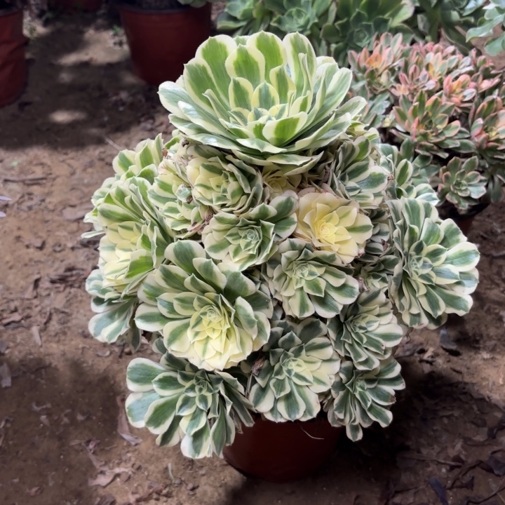 多肉植物法师迈巴赫16