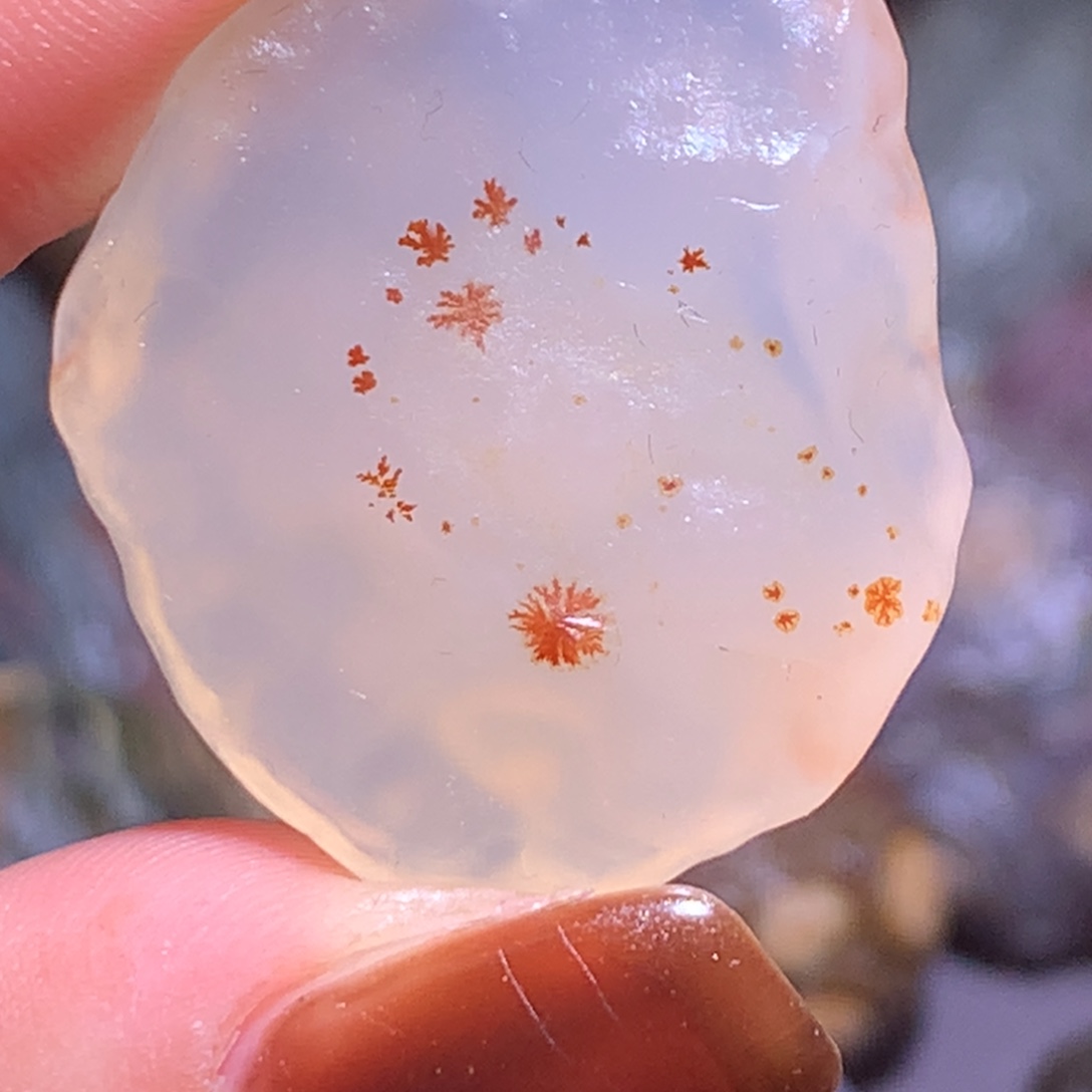 石材蒲公英红草花