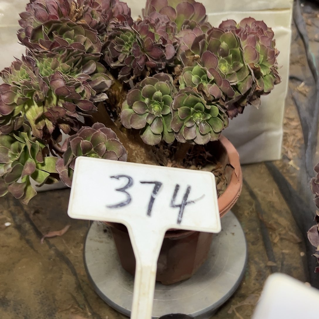 多肉植物玫瑰缀花374