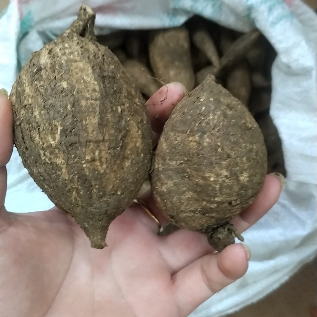 广东石山黑牛深山现挖山莲藕煲汤优质材料