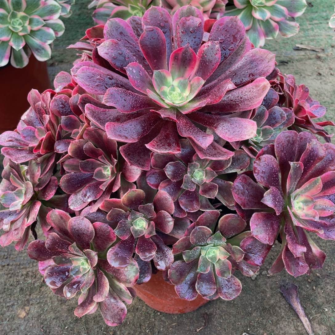 木***?616凤冠精品法师老桩