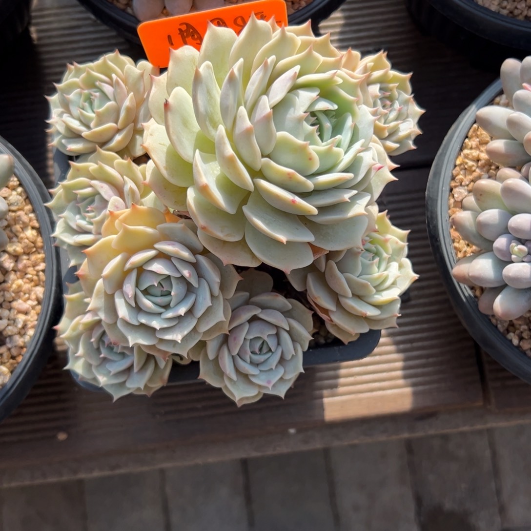 ⸝****露娜莲1111111111111111111