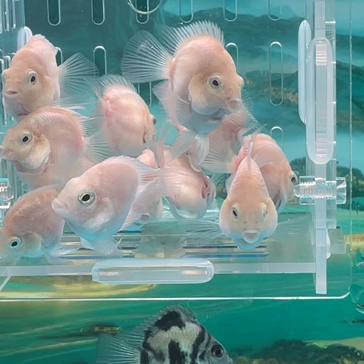 鹦鹉鱼白金苗子一窝10条88号单