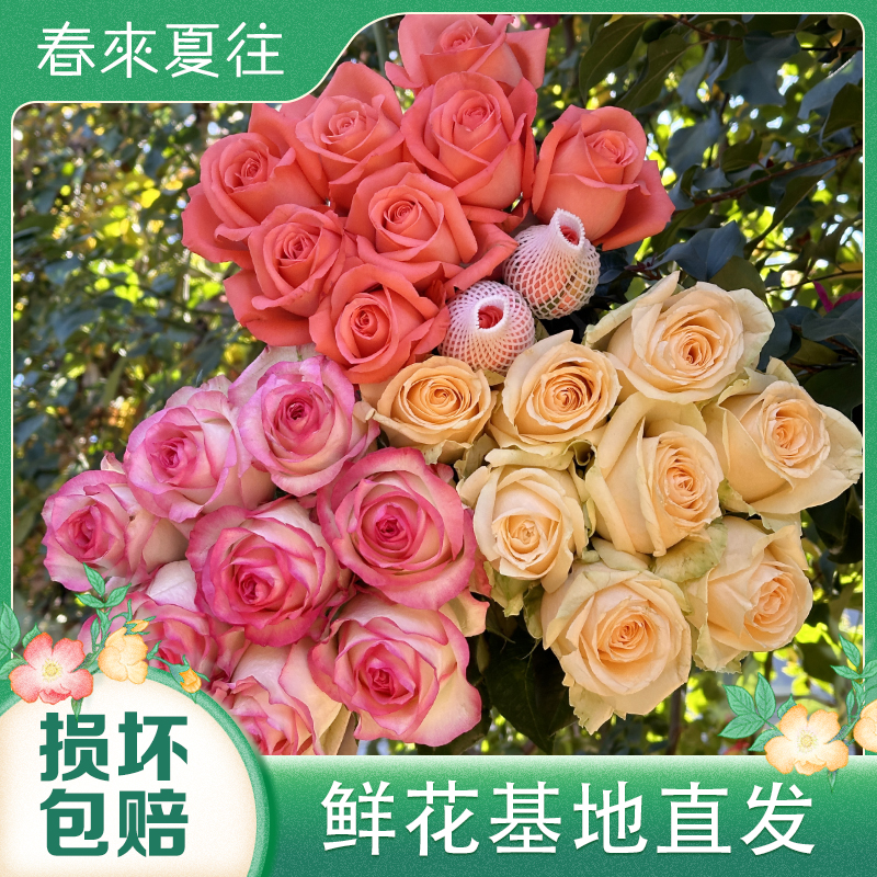 【三色玫瑰组合】粉玫瑰艾莎玫瑰香槟玫瑰组合 云南鲜花 基地直发