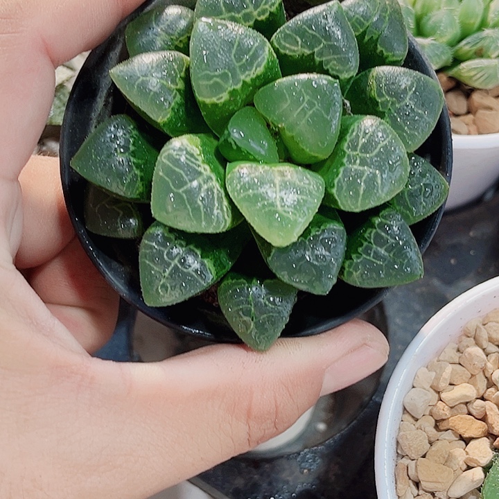 祥云克母本精品十二卷后