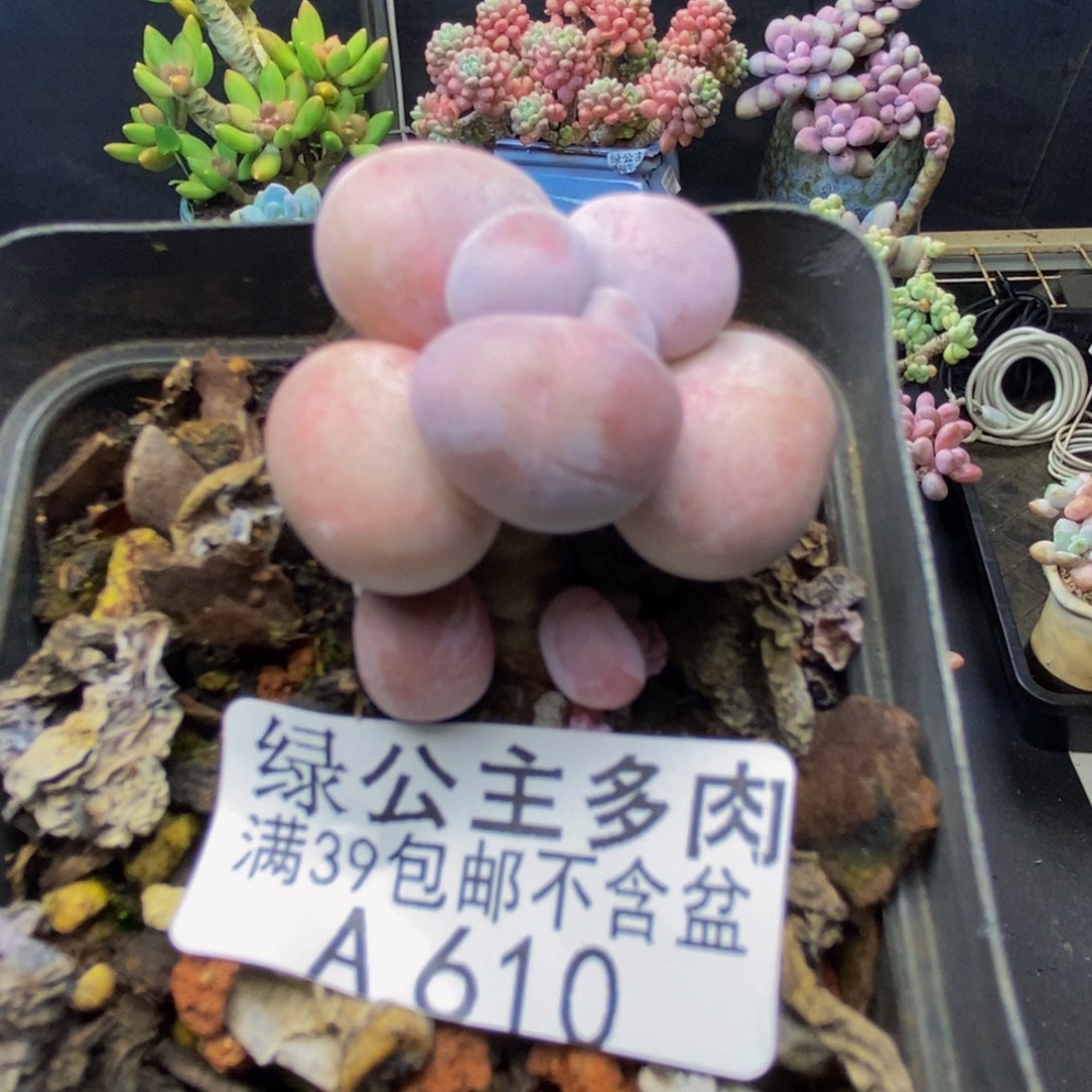 610橙奶多肉肉2c m
