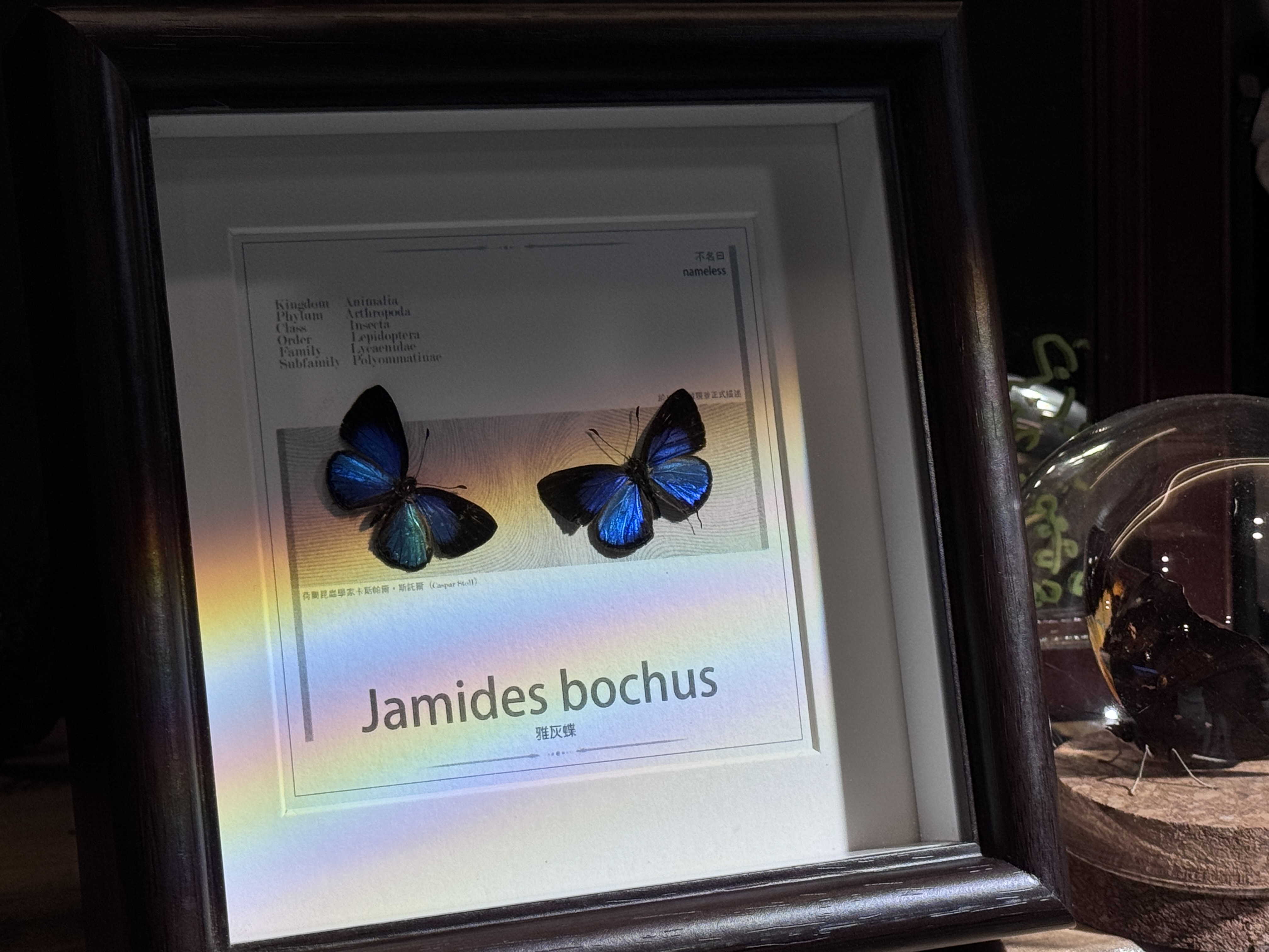 雅灰蝶带框成品蝴蝶标本复古装饰画家居摆放