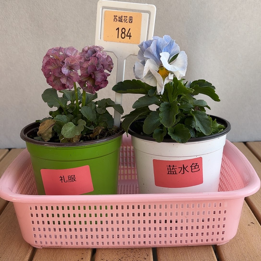 大部分开放少量花苞184