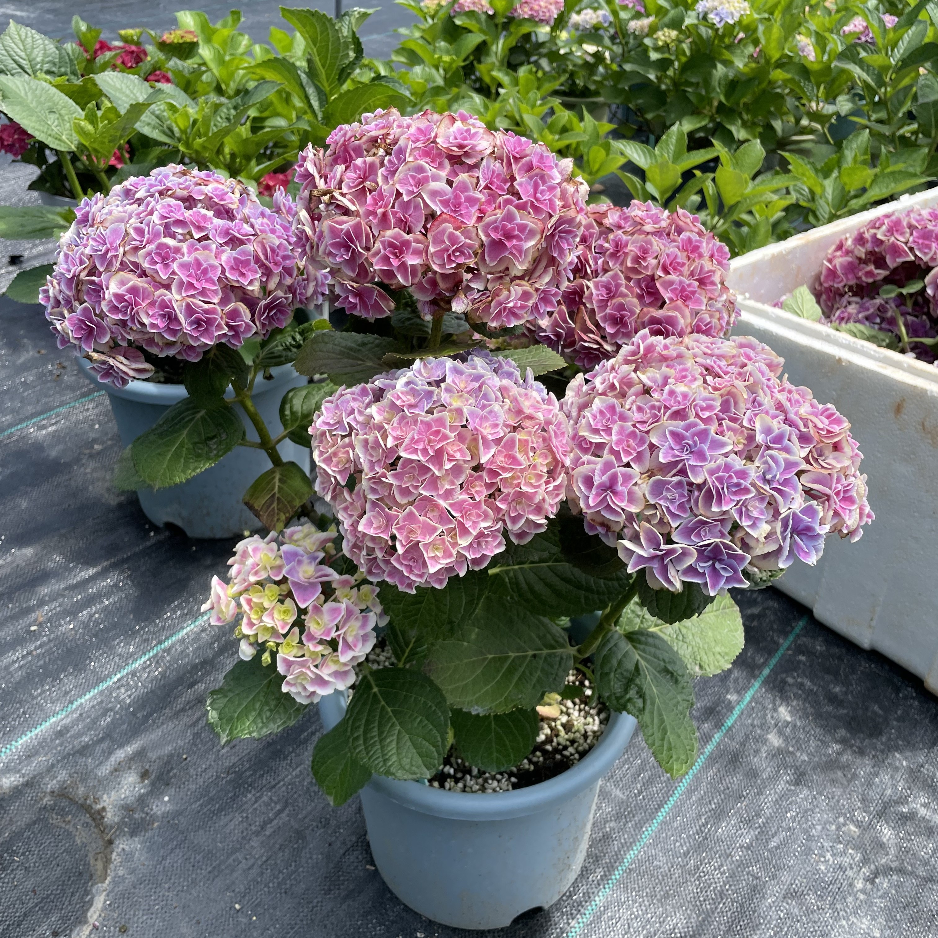 绣球花一加仑宝流/麒麟/明镜止水/凤凰/恋爱故事等