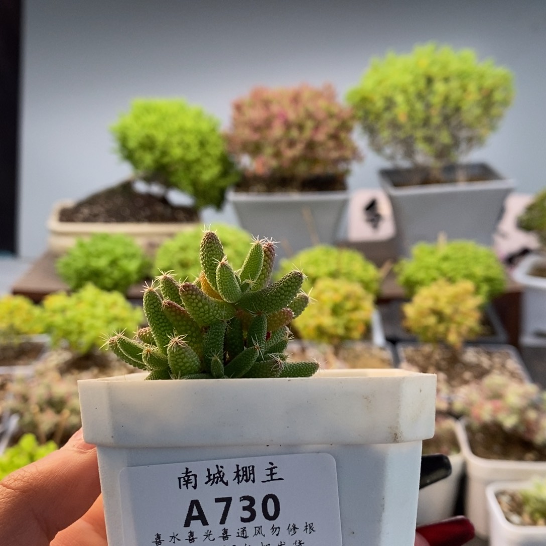 730玉米枝干多肉