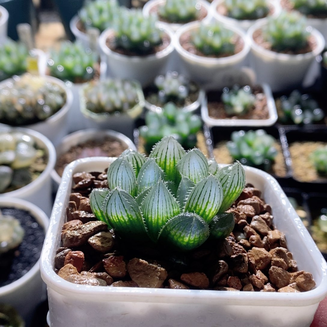 实生玉露多肉植物多肉植物