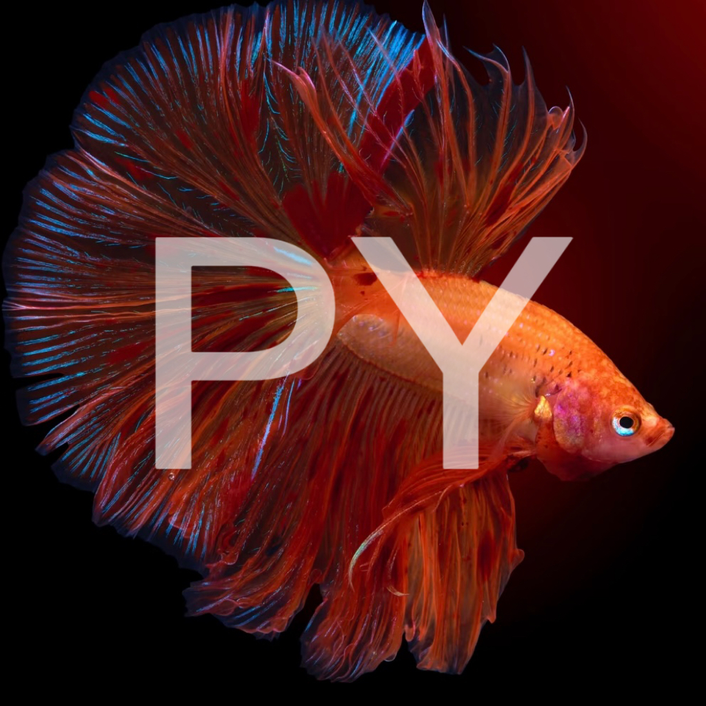 A4（73-96）泰国斗鱼小型热带观赏鱼耐活好养（直播间选鱼）