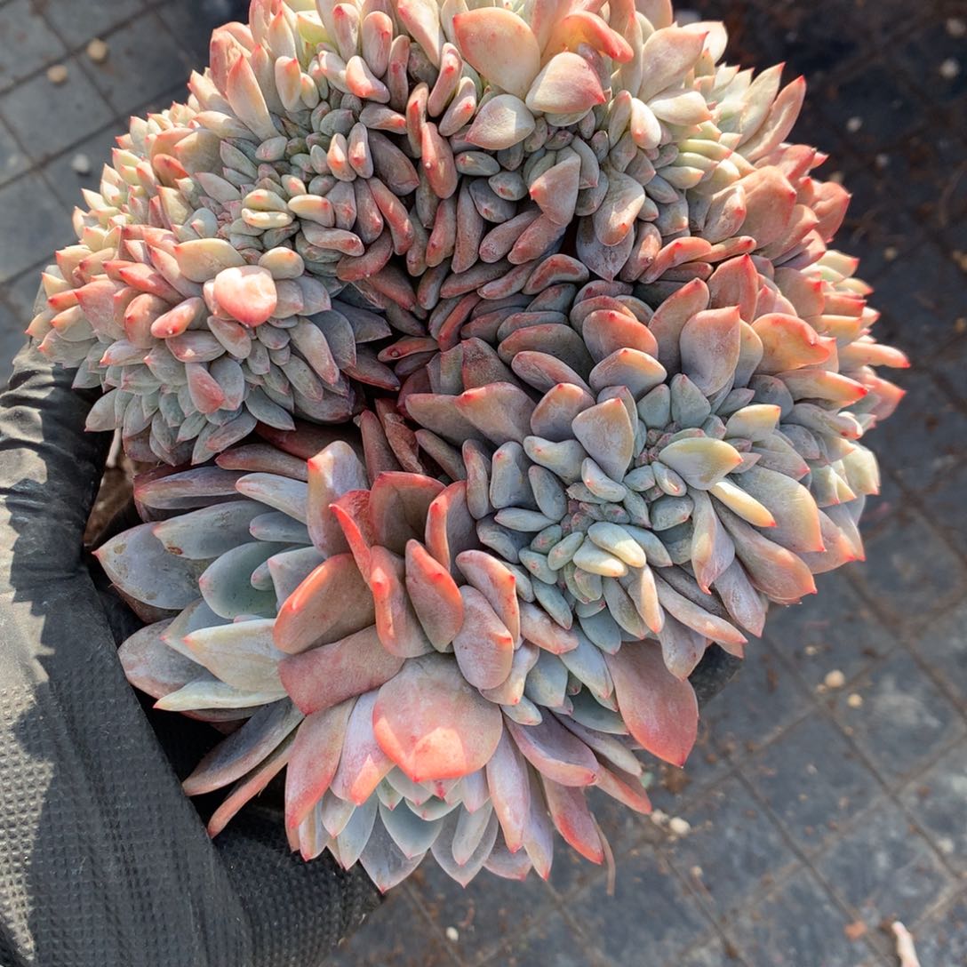 叶插缀962号新疆西藏内蒙古不包邮