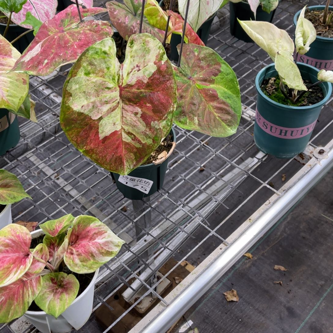 Z***衍无花朵         175泰彩不包售后