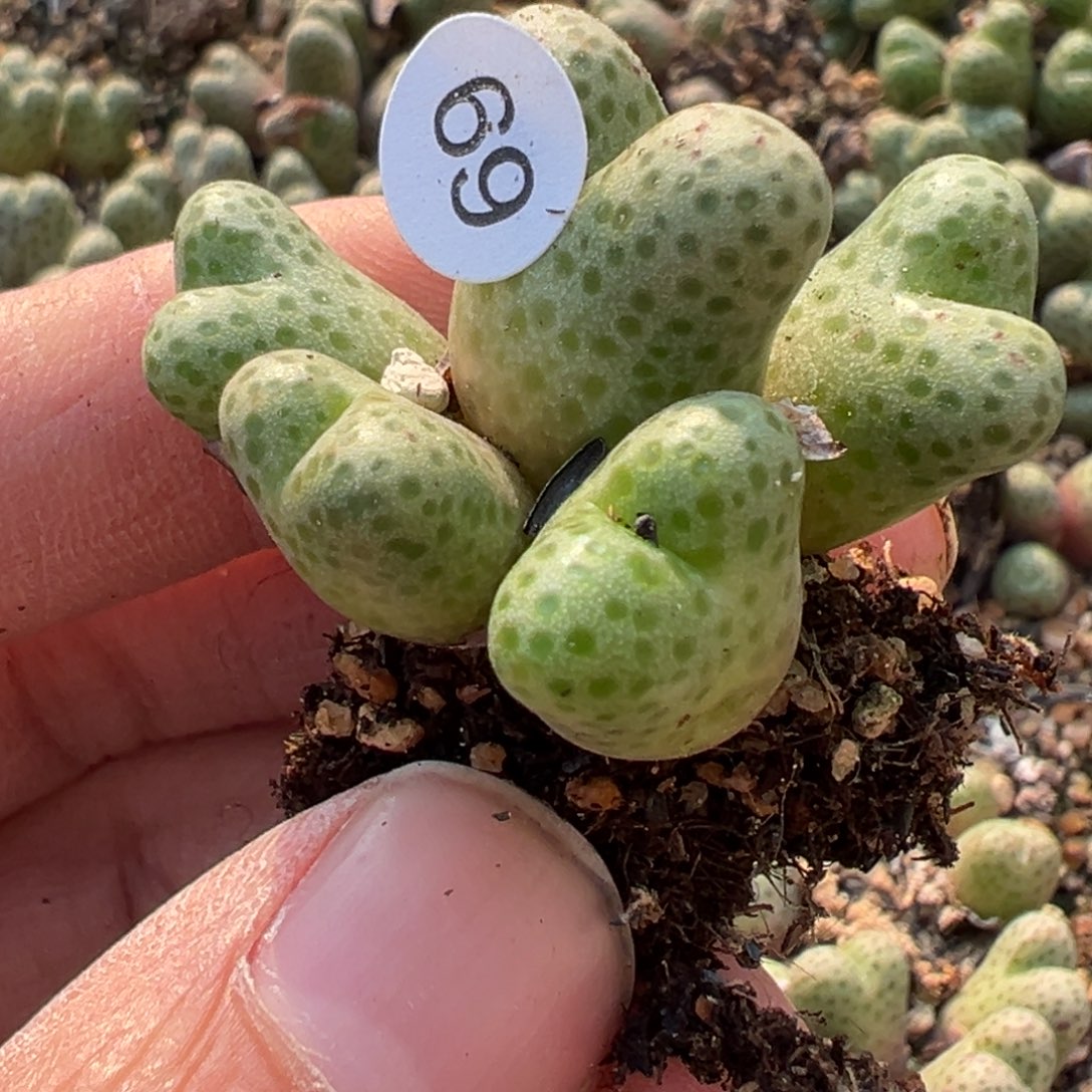 多肉植物1111111111111