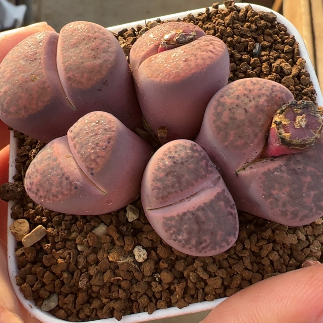 422多肉植物种类多样