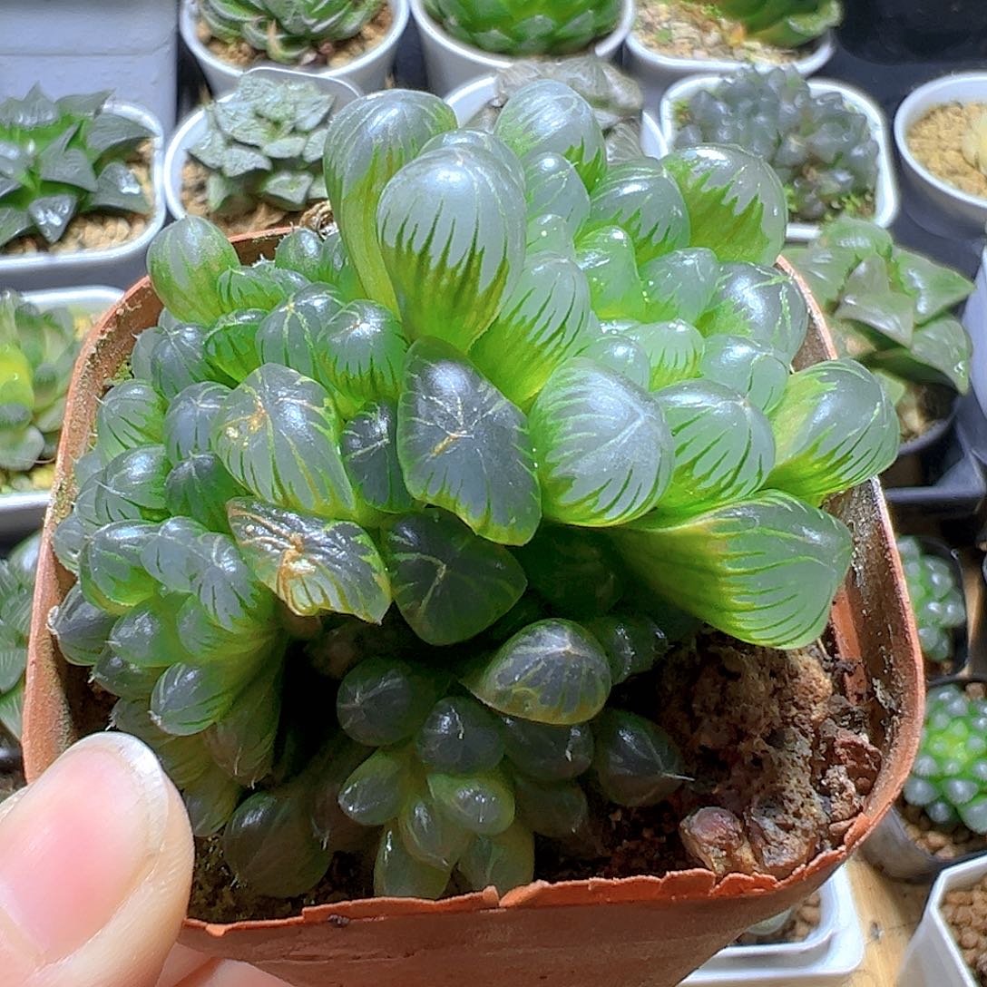 红盆孙氏冰灯玉露一颗