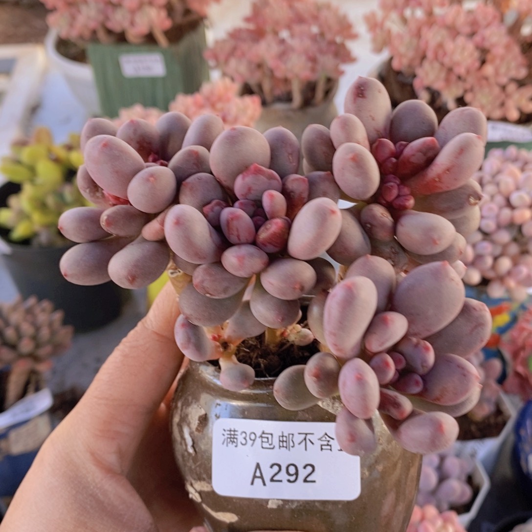 桃花仙子奶10cm292多肉植物