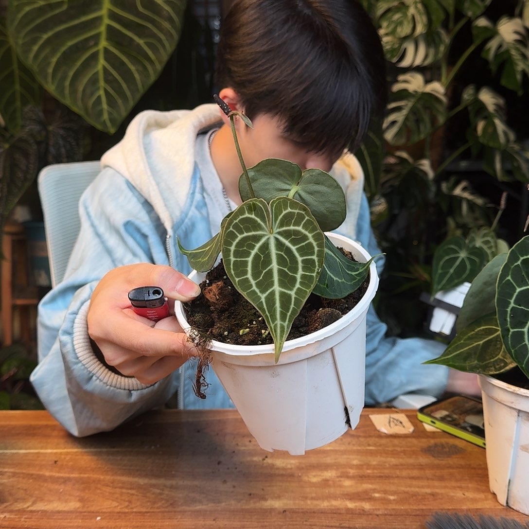 很***a不开花植物H15克莱恩
