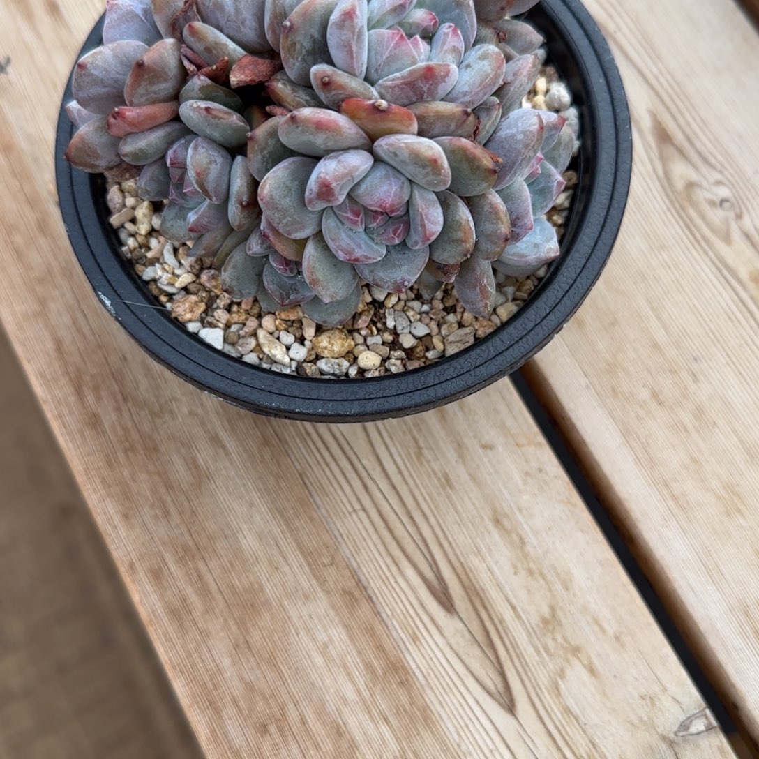 恒***心恒心突尼斯发货多肉