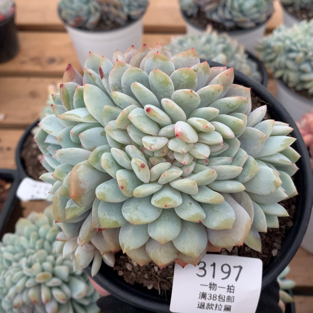 12厘米星影缀3197