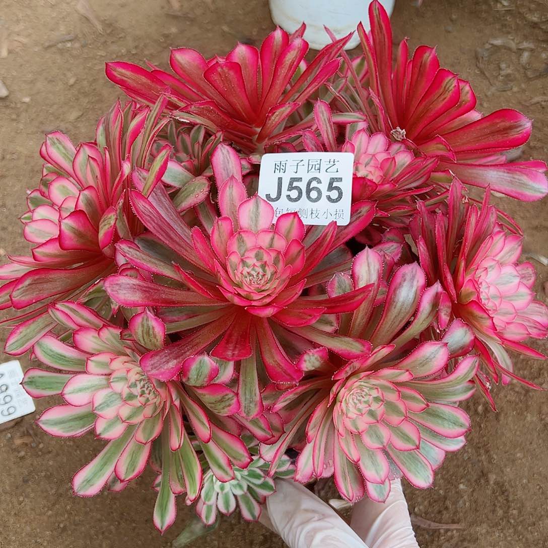 565白月光尺寸25左右