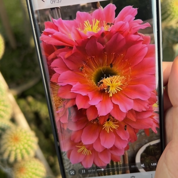 26毛飞碟歪无根侧芽5公分左右20包邮