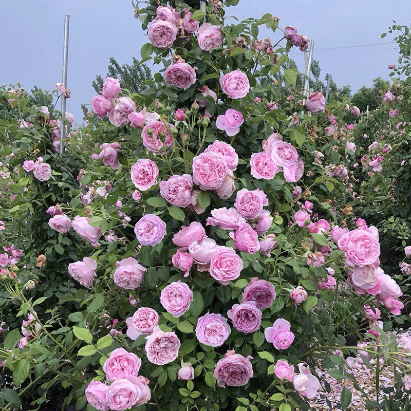 自由精神爬藤月季多季节开花适合爬围栏架的庭院花卉玫瑰花