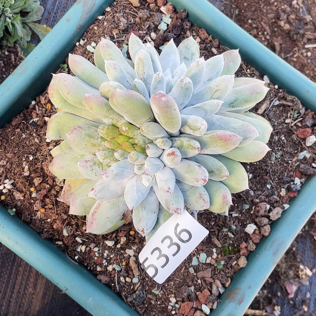 何*拇指多头老桩5336