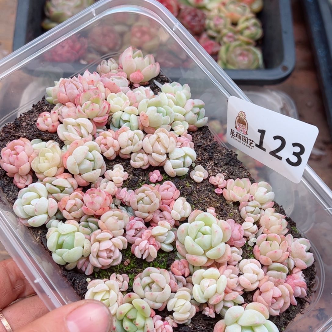 多肉植物多肉植物